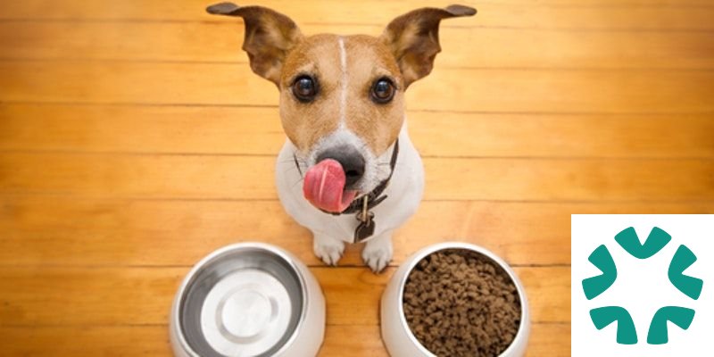 Wipro Consumer Care Launches Snuggles in India's Pet Food Market